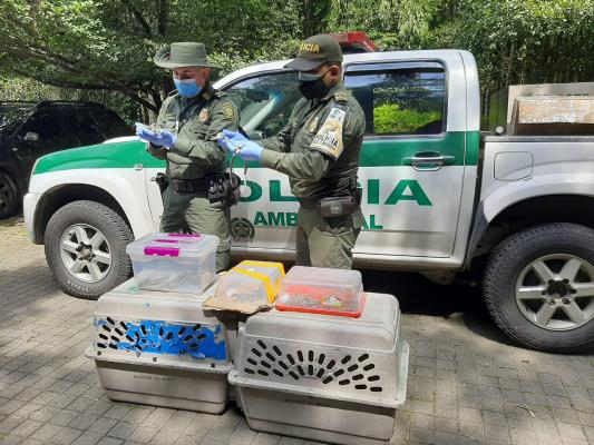 Serpientes- y- lagartos- fueron- rescatados- por- la- POLFA y DIPRO