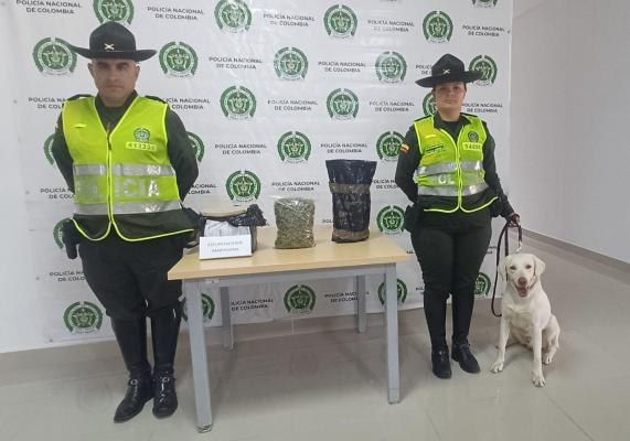 El olfato del canino Axel permitió la incautación de marihuana en Manizales