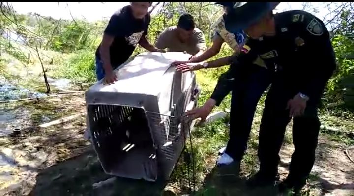 Durante los controles se recuperaron;  5 boas constrictor, 2 babillas y la entrega voluntaria de un mono capuchino. 