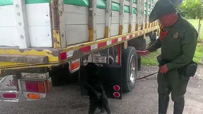 Inspección guía canino