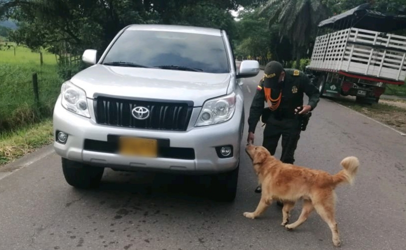 guias-caninos-y-su-contribucion-a-la-seguridad-ciudadana