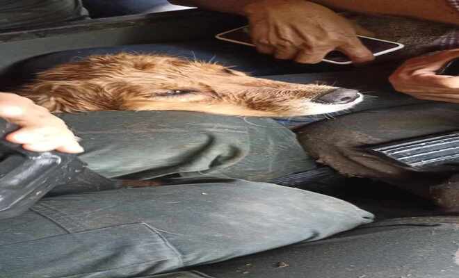 En las instalaciones de carabineros, policía Tolima rindió un homenaje en conmemoración a ‘Evelyn’ canino antiexplosivos