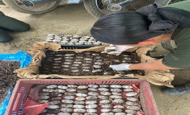 En el Piñón a orillas del río,  encontraron 1.074 huevos de babilla