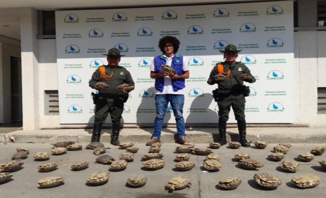 Incautacion de hicoteas