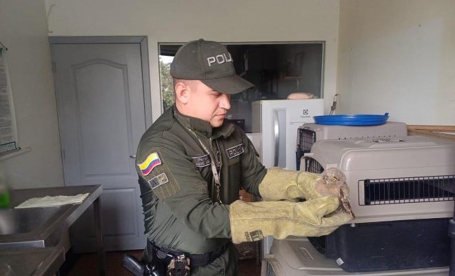 La protección de los animales es un compromiso de todos en los municipios de Pereira, Dosquebradas y La Virginia