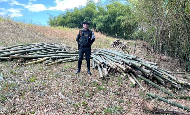 incautacion-de-guadua-en-zona-rural-de-la-ciudad-de-pereira