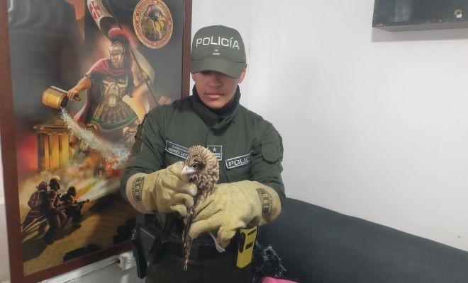 En cualquier lugar del área metropolitana de Pereira, la Seccional de Carabineros y Protección Ambiental estará al servicio de las especies