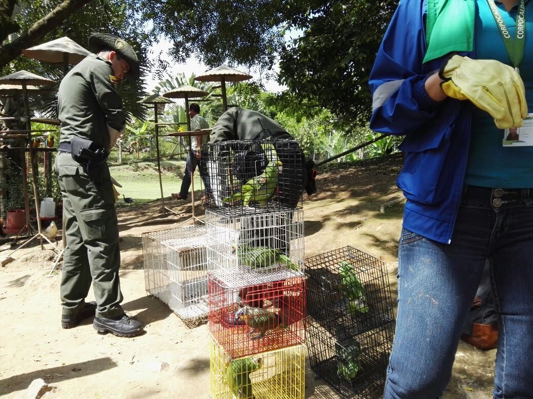 Incautación animales silvestres en Palestina Caldas