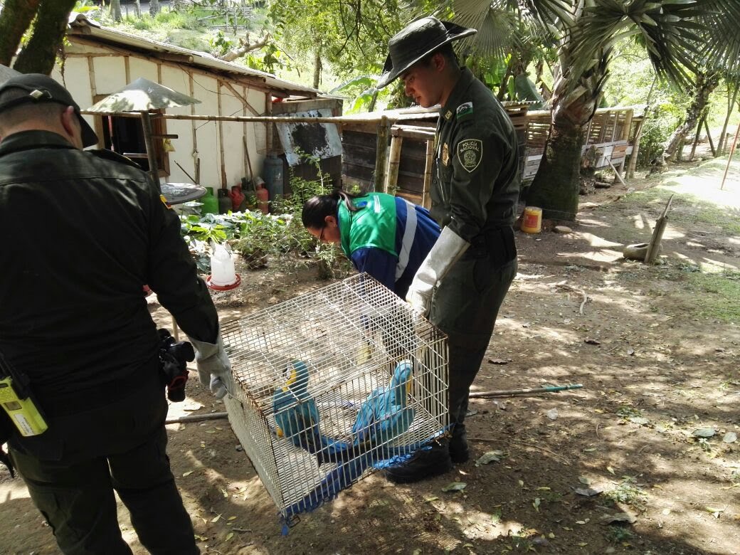 Incautación animales silvestres en Palestina Caldas