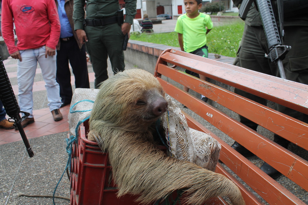 Oso perezoso rescatado en Caldas