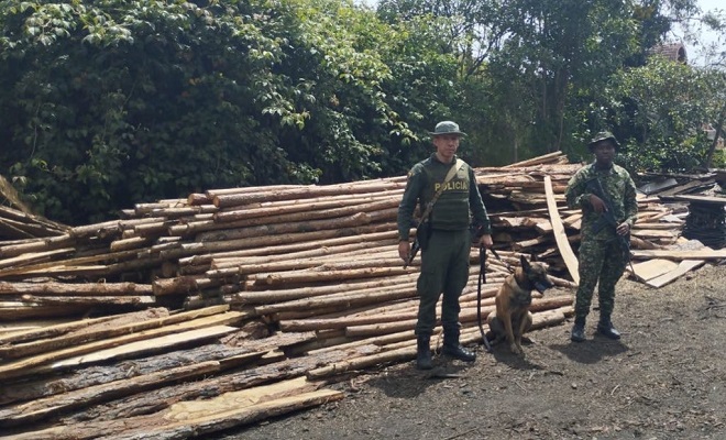 incautación de 10 metros cúbicos de madera en cacota