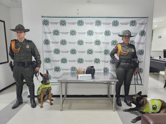 incautación de marihuana