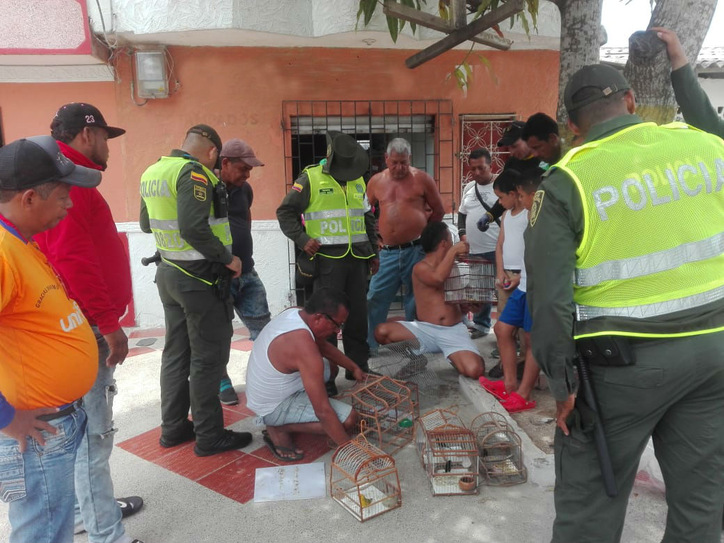 Incautadas siete aves silvestres