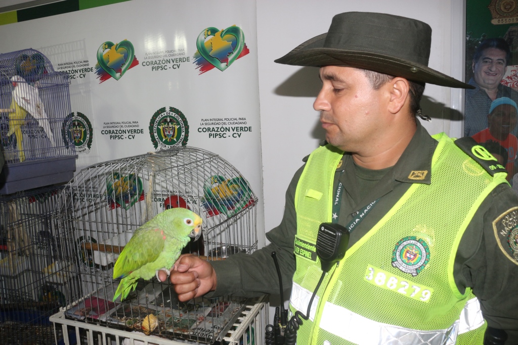 Rescatamos-aves-exóticas-y-migratorias-en-vía-de-extinción