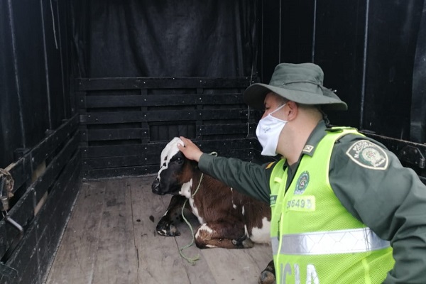 Incautado bovino en Santa Rosa de Cabal 