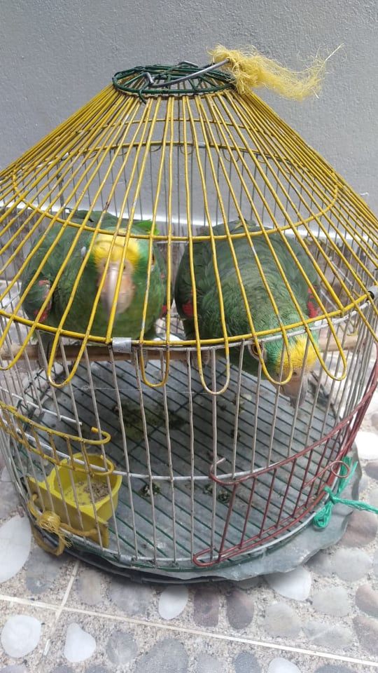 Incrementamos activiades contra la tenencia de animales silvestres