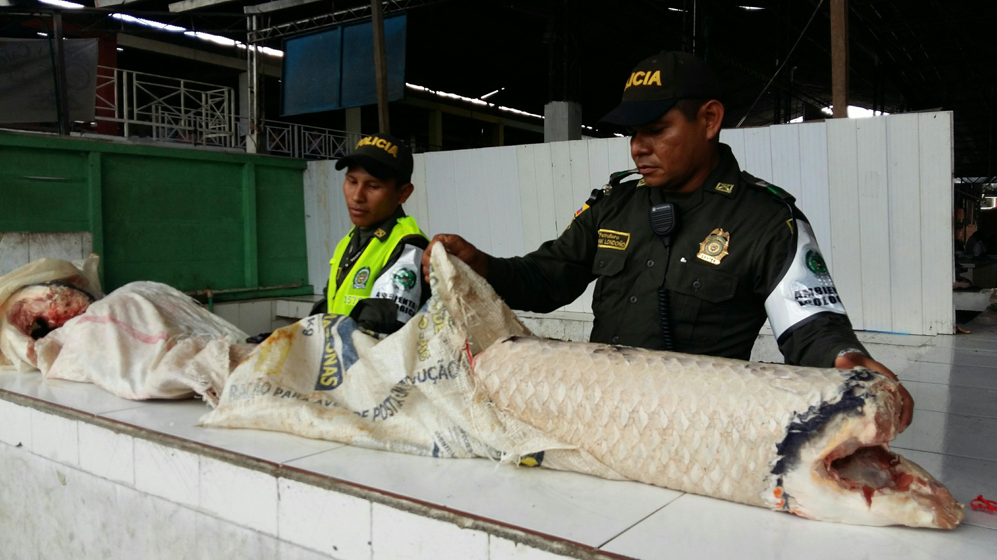 Evitar su pesca y comercialización en tiempo de reproducción