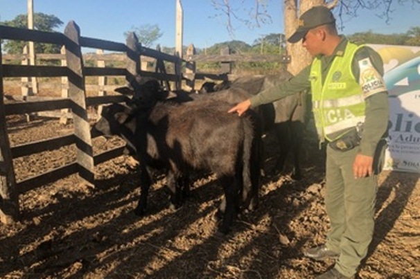Incautamos-búfalos-de-contrabando-intentando-ingresar-al-departamento-del-Cesar