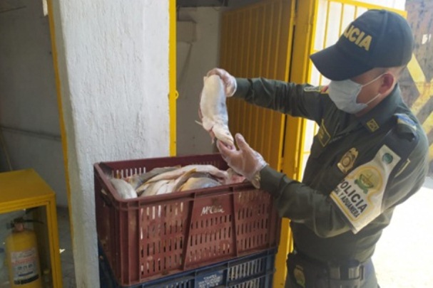 Incautamos-más-de-una-tonelada-de-pescado-en-las-vías-del-Cesar