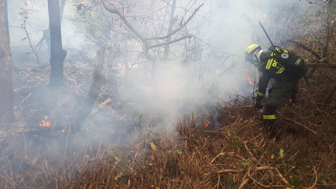 Una rápida reacción nos permitió rescatar un oso hormiguero