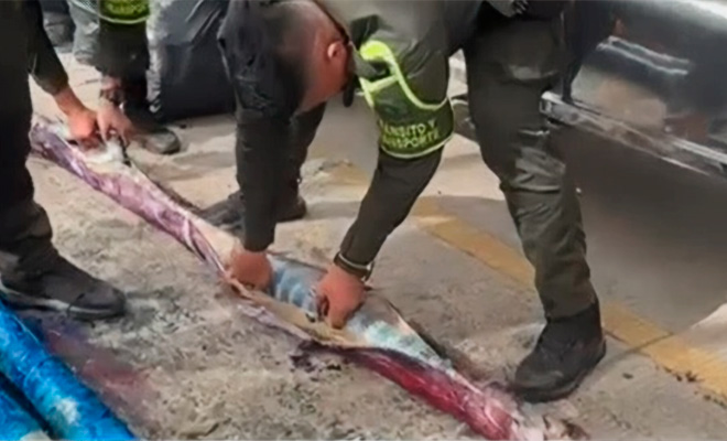 Un nuevo metodo de los grupos criminales para transportar de manera ilicita por los Grupos Armados Ilegales, fue descubierta por la polic&iacute;a