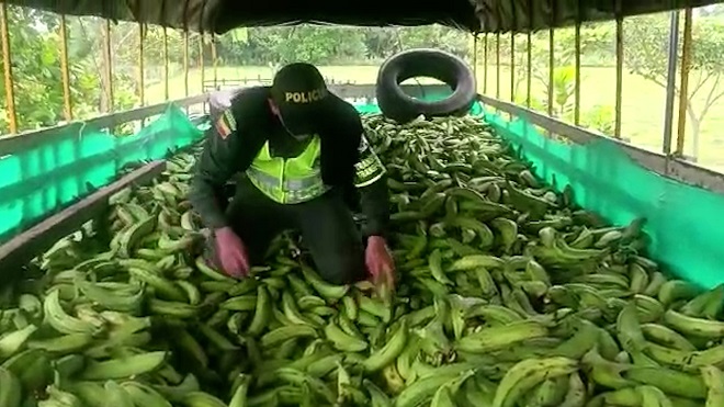 Inspección de carga de platáno