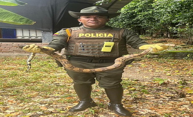 la aprehensión preventiva de 4 especímenes silvestres