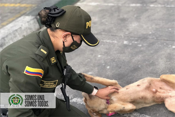 Los vecinos del sector se han sumado para cuidar a la canina, mientras restauran su hoga