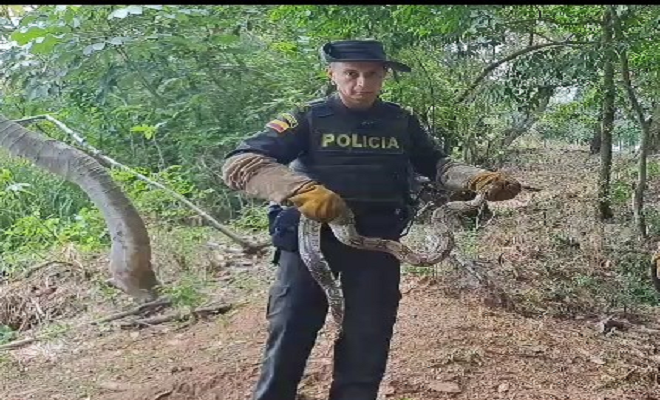 Policía Nacional realizó la liberación de 14 boas constrictor
