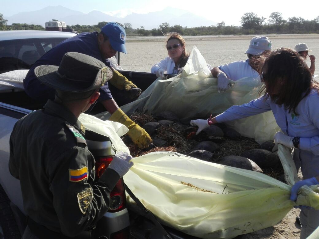 liberacion-especies-silvestres-CORPAMAG-CORTOLIMA-zona bananera-gupae-demag
