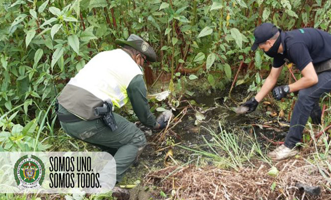 Liberación de Icoteas