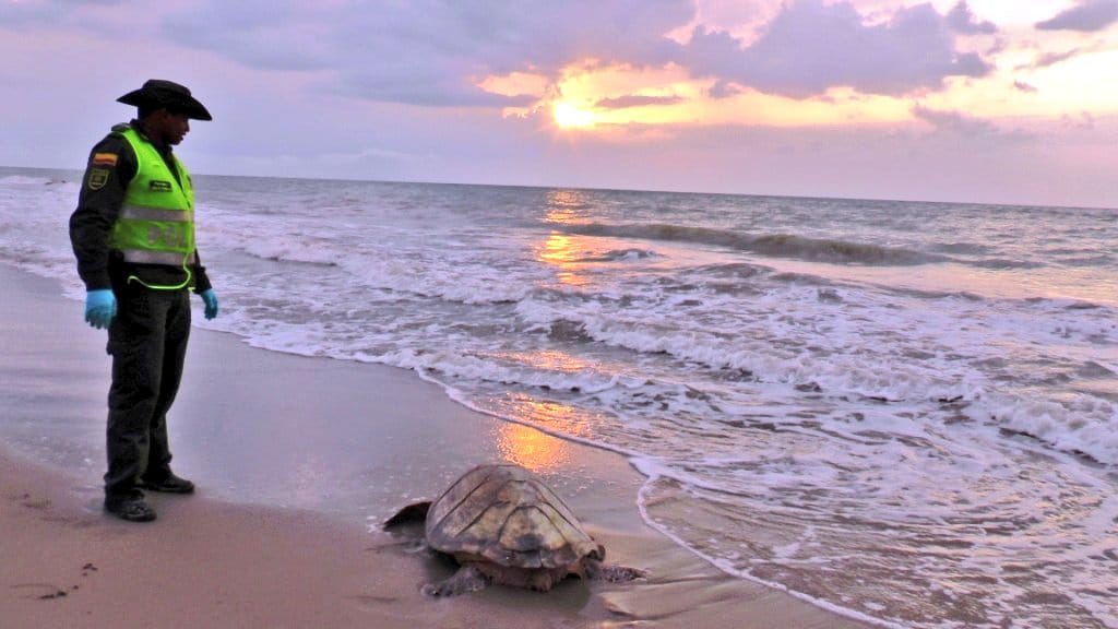 liberación-de-tortugas