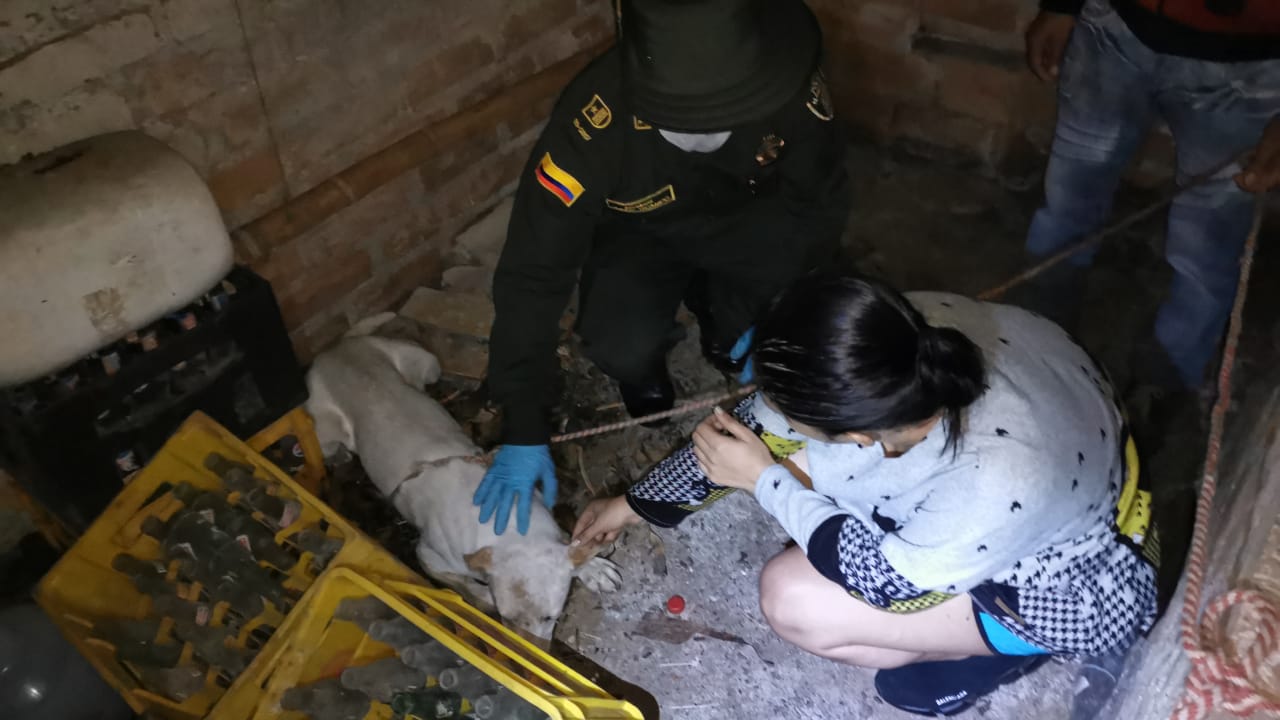 LosHeroesDeLosAnimalesTambienExisten2