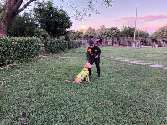 Lukas declarado el perro antipólvora de Magangué.