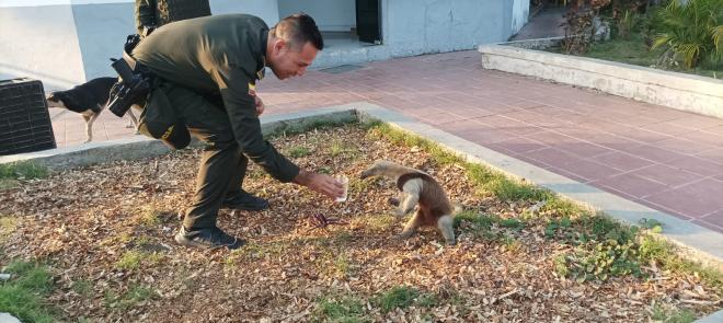 El oso hormiguero fue liberado a su habitad natural.
