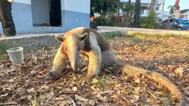 Manolo un Oso Hormiguero atacado 
