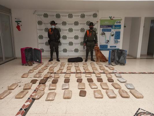 Marihuana incautada-guías caninos custodiando