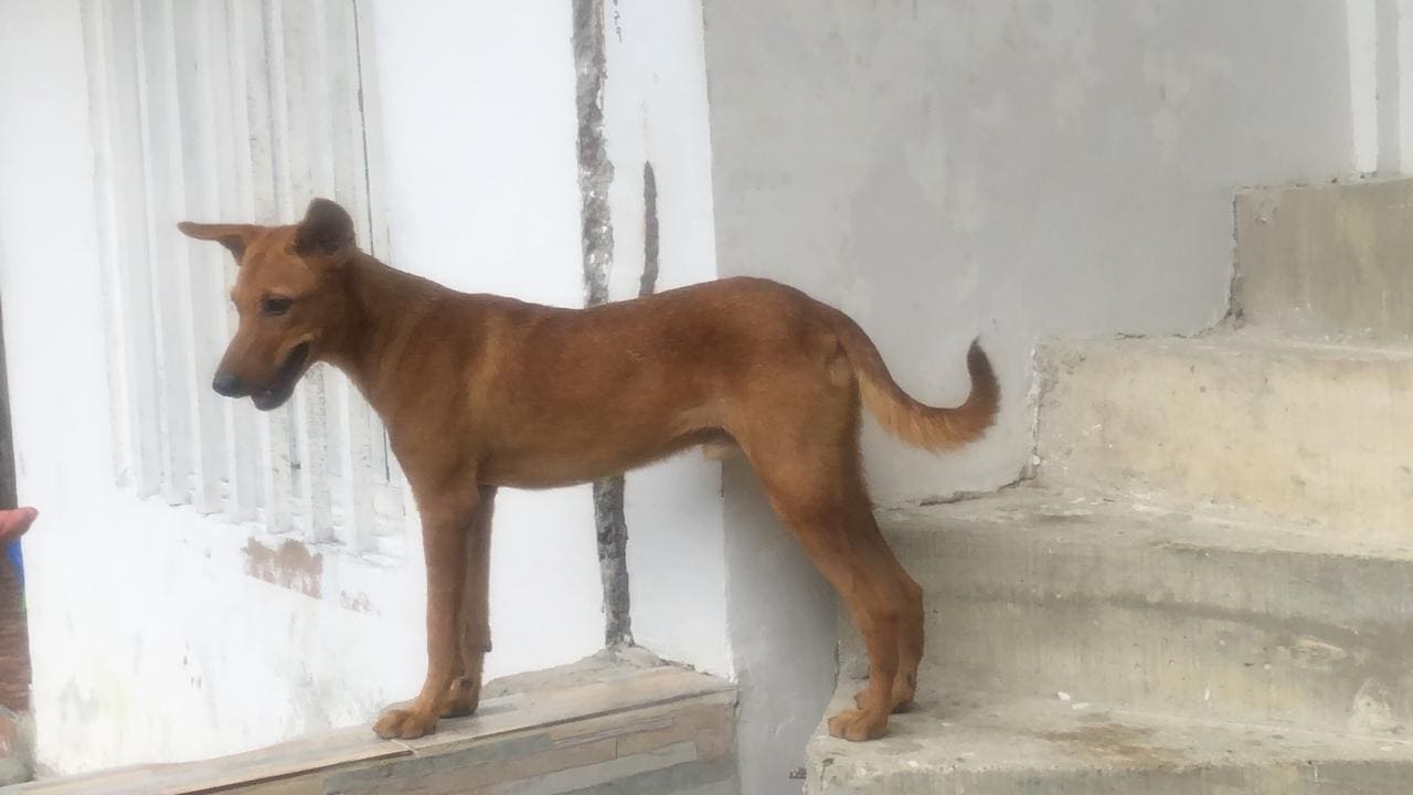 Mateo_Recuperándose 