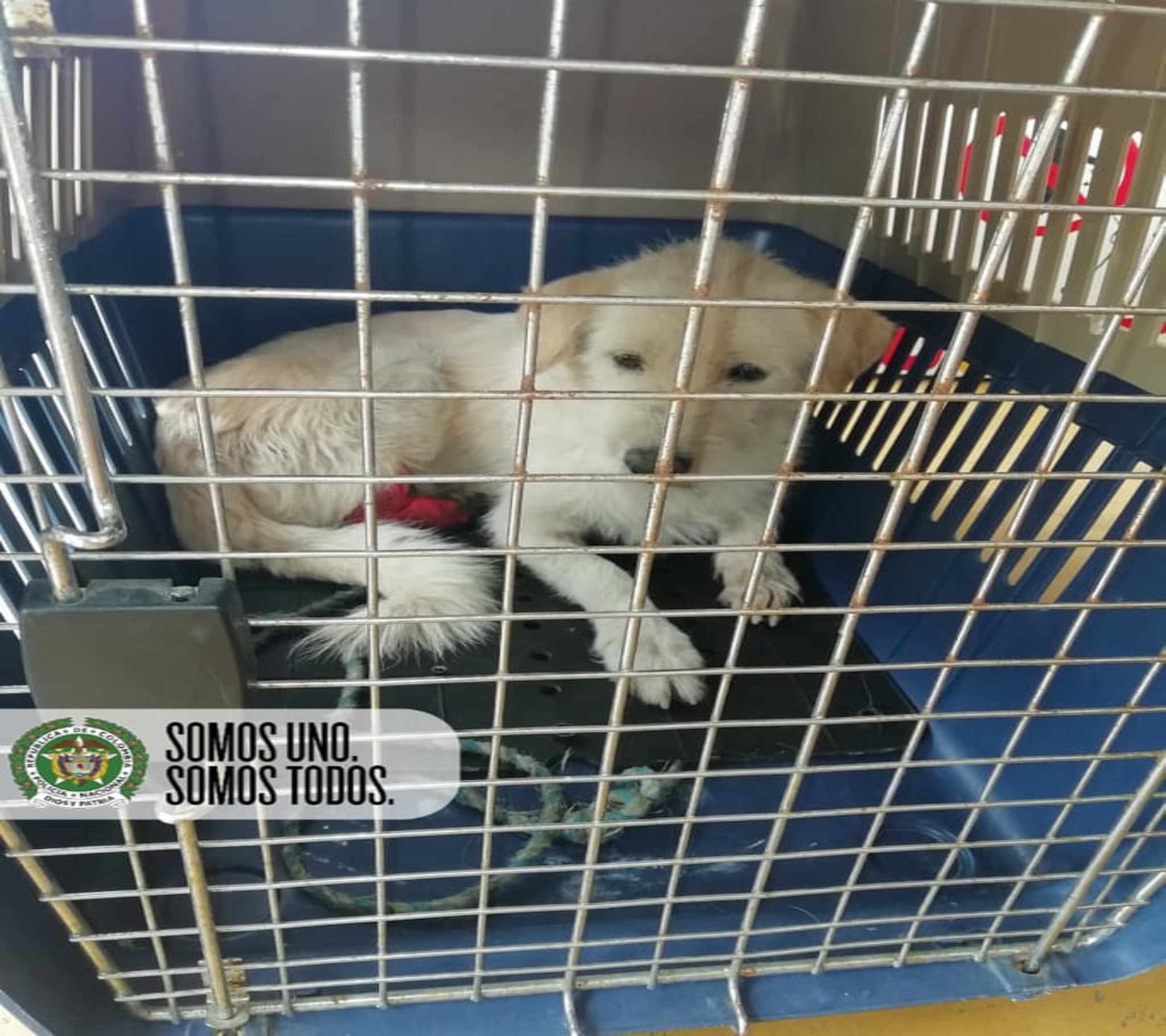 “Monito” se ha convertido en el mejor amigo de los Policías de Rovira