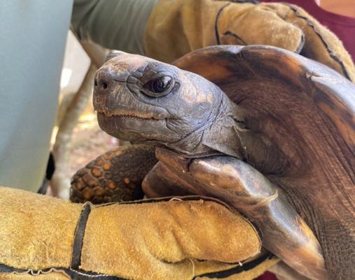 Ofensiva para la protección y cuidado del medio ambiente