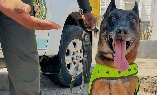 Oker el canino antipólvora en Bolívar