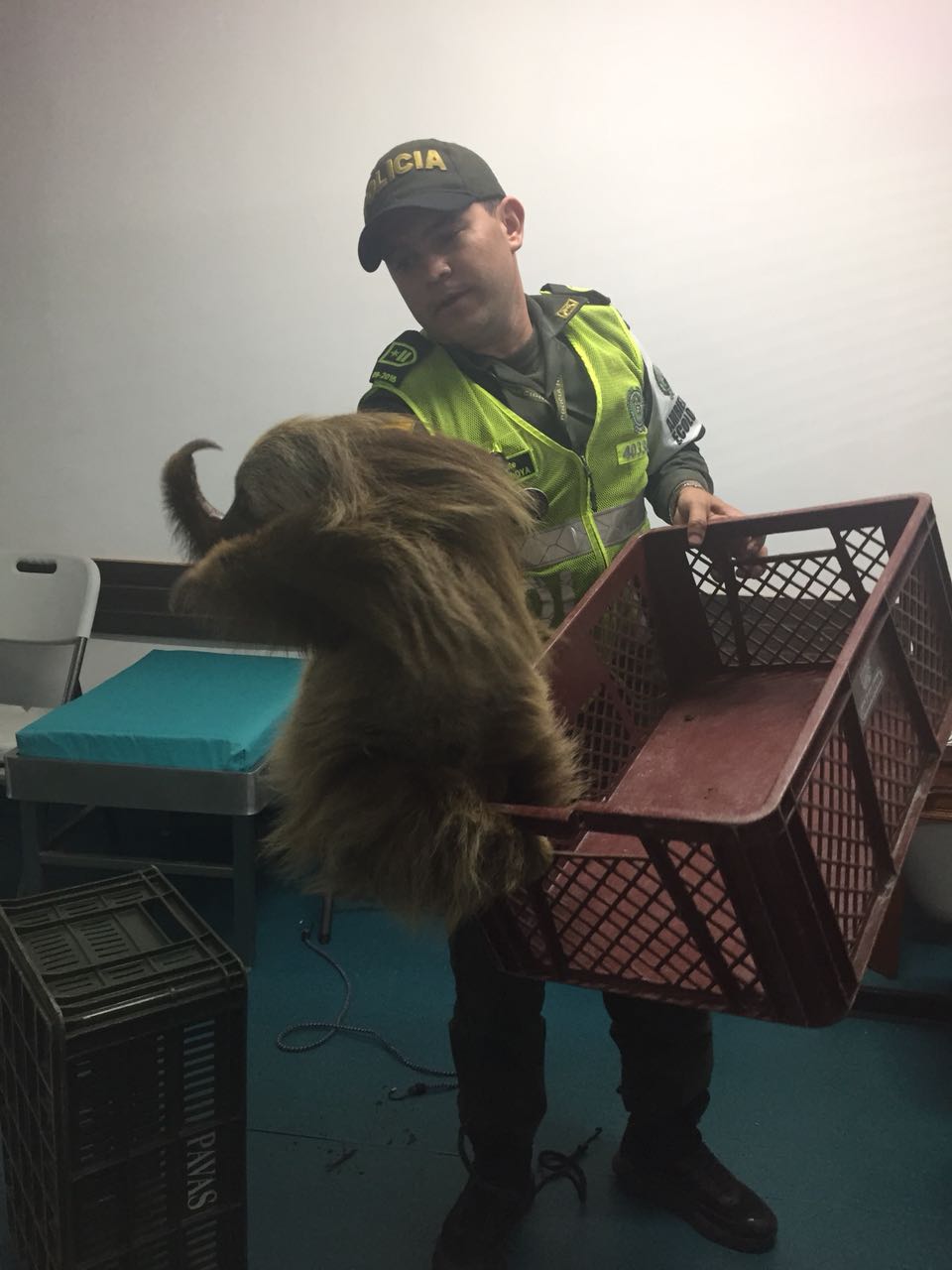 oso-perezoso-y-policia-ambiental