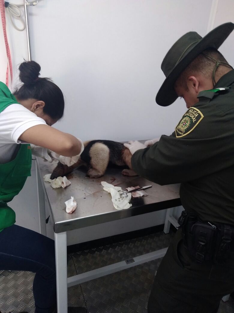 veterinarios tratan heridas de oso hormiguero
