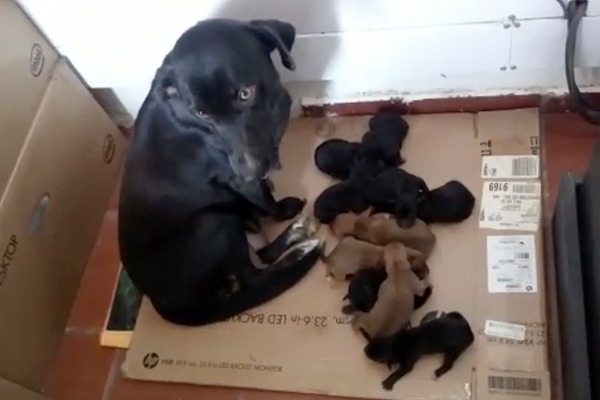 perritos-rescatados-al-lado-de-su-mama