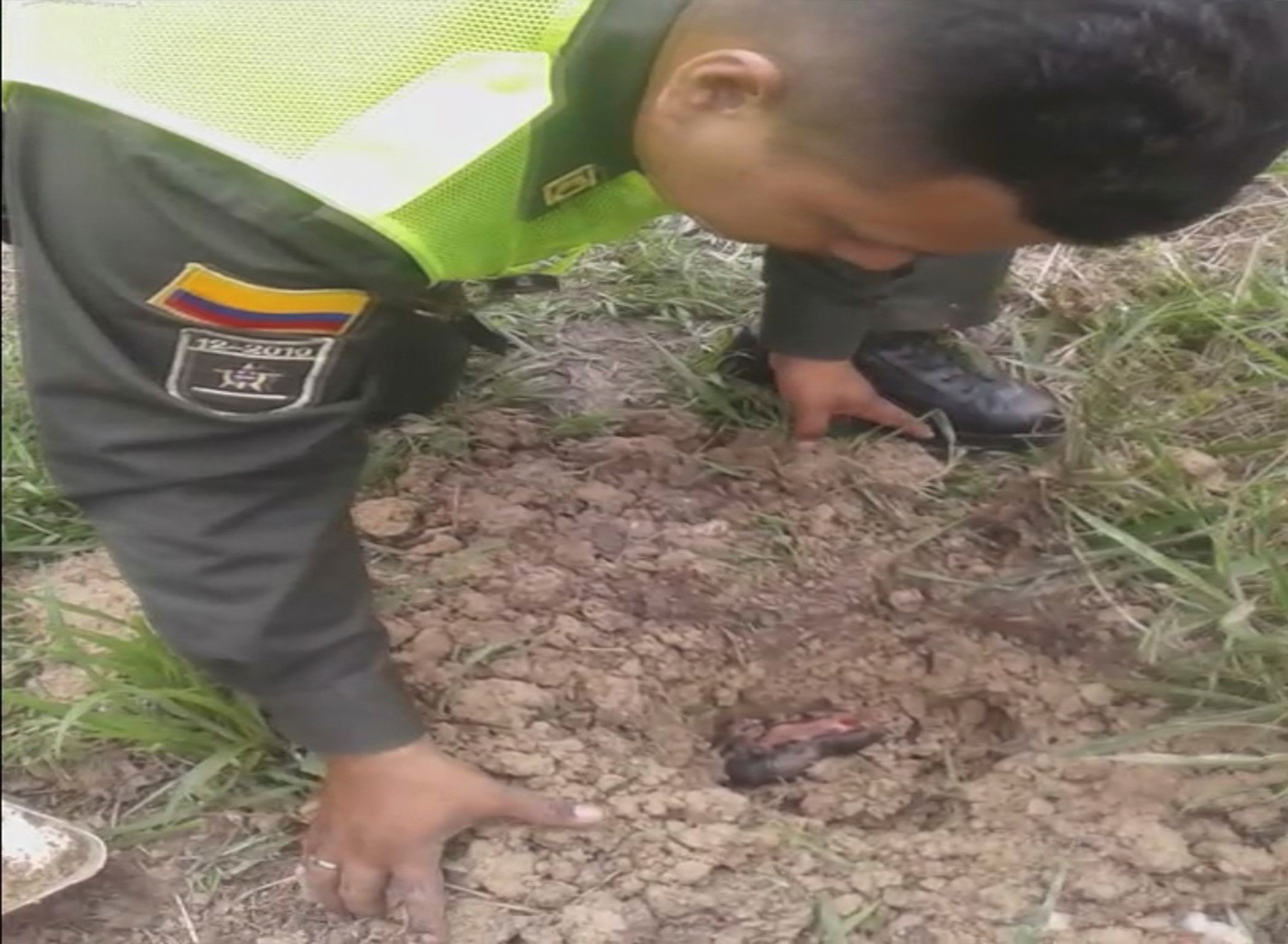 Los aullidos de los canes en una caja 