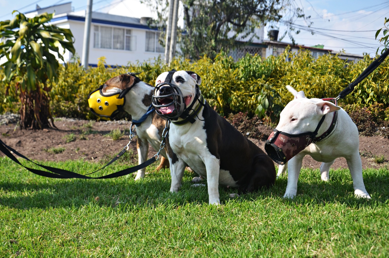 tenencia-responsable-perros-peligrosos