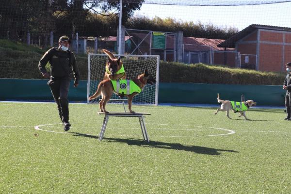 La Escuela de Guías y Adiestramiento Canino, entrena perros súper héroes. 