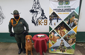 Policía Nacional halla estupefaciente en la bodega de una empresa de encomiendas