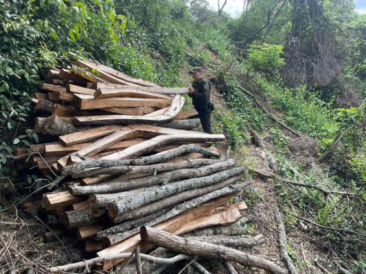 Policía Ambiental en compañía de la "CAM" incautan madera