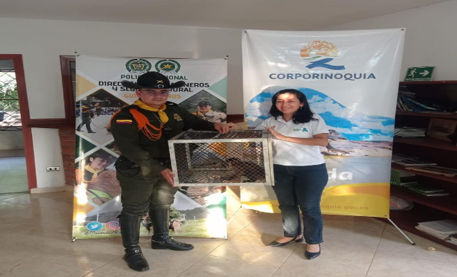 Policia, Corporinoquia, mico cariblanco